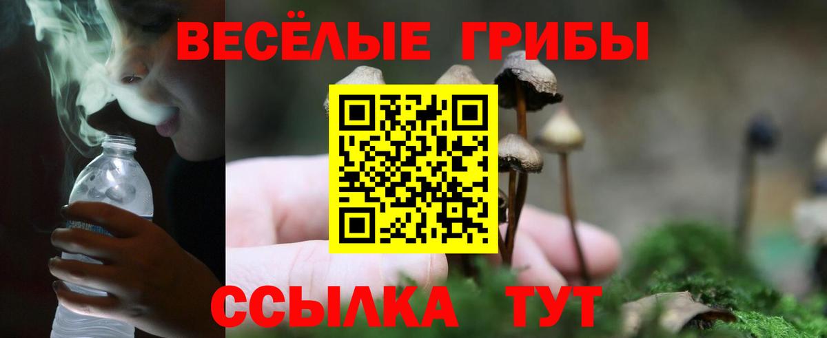 Галлюциногенные грибы Psilocybe Шатура